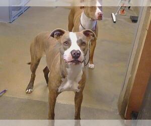 American Pit Bull Terrier Dogs for adoption in Sacramento, CA, USA