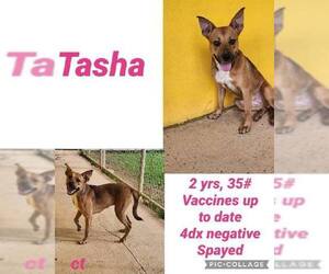 Chihuahua-Unknown Mix Dogs for adoption in Virginia Beach, VA, USA