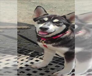 Siberian Husky Dogs for adoption in Martinez, CA, USA