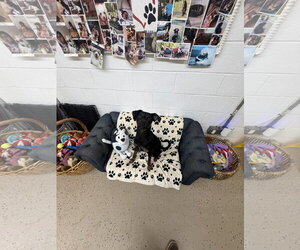 Min Pin Dobe Dogs for adoption in York, SC, USA