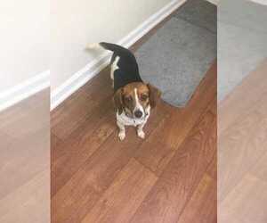 Beagle-Unknown Mix Dogs for adoption in Durham, NC, USA