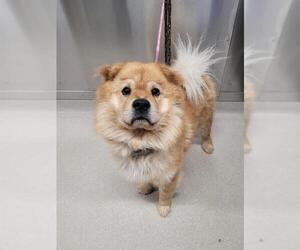 Chow Chow Dogs for adoption in Fairbanks, AK, USA