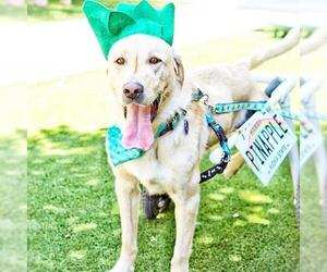 Labrador Retriever Dogs for adoption in Pittsburg, CA, USA