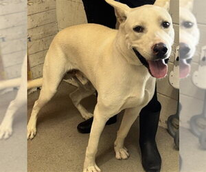 Mutt Dogs for adoption in San Bernardino, CA, USA