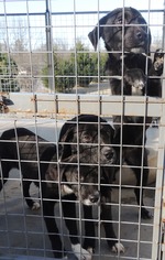 Borador Dogs for adoption in Chester, SC, USA