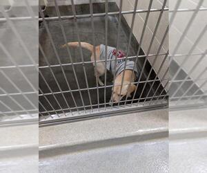 Mutt Dogs for adoption in Upland, CA, USA