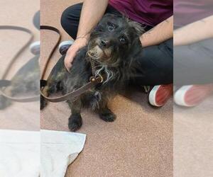 Dachshund-Unknown Mix Dogs for adoption in Ogden, UT, USA