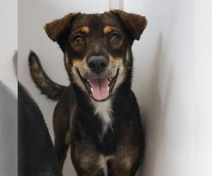 Mutt Dogs for adoption in San Antonio, TX, USA