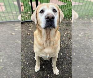 Labrador Retriever-Unknown Mix Dogs for adoption in San Antonio, TX, USA
