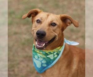 Labrador Retriever-Unknown Mix Dogs for adoption in San Antonio, TX, USA