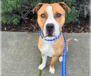 American Pit Bull Terrier-Unknown Mix Dogs for adoption in Petaluma, CA, USA