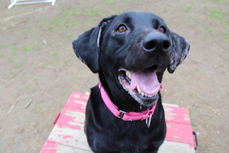 Labrador Retriever Dogs for adoption in Armonk, NY, USA