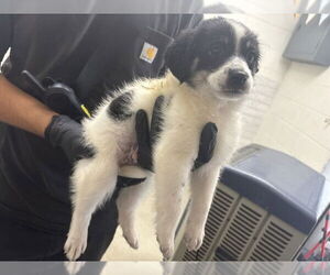Border Collie Dogs for adoption in San Bernardino, CA, USA