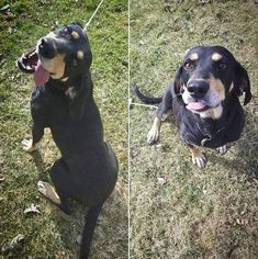 Black and Tan Coonhound Dogs for adoption in Northville, MI, USA