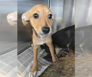 Chihuahua-Unknown Mix Dogs for adoption in San Antonio, TX, USA