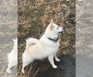 American Eskimo Dog Dogs for adoption in Pikesville, MD, USA
