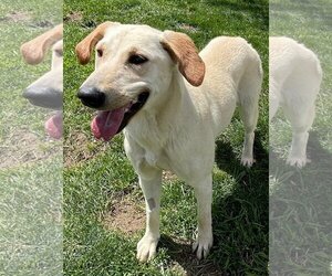 Golden Labrador Dogs for adoption in La Verne, CA, USA