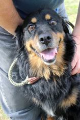 Gordon Setter Dogs for adoption in Westminster, MD, USA