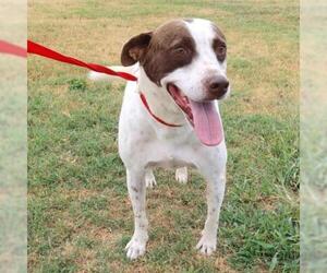 Brittany Dogs for adoption in Von Ormy, TX, USA