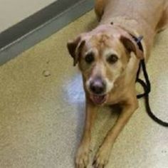 Labrador Retriever Dogs for adoption in Waterloo, IA, USA