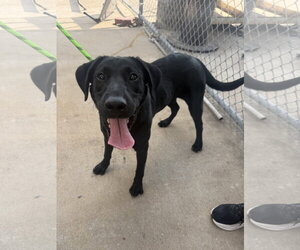 Medium Photo #2 Labrador Retriever Puppy For Sale in Rowlett, TX, USA