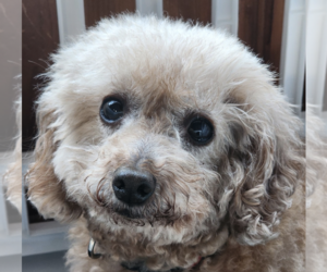 Poodle (Miniature) Dogs for adoption in San Ramon, CA, USA