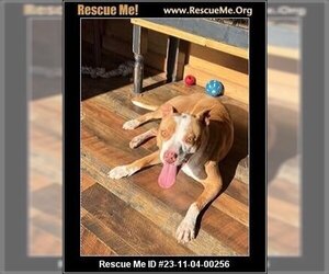 American Staffordshire Terrier Dogs for adoption in Benton, PA, USA