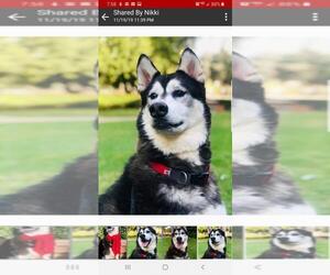Siberian Husky-Unknown Mix Dogs for adoption in Signal Hill, CA, USA