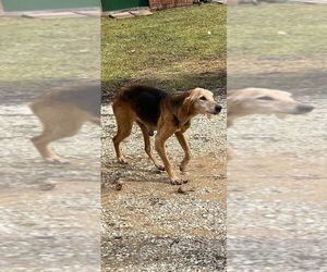 Mutt Dogs for adoption in Aurora, IN, USA