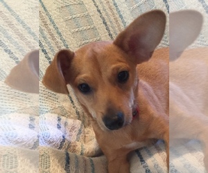 Medium Photo #1 Chiweenie Puppy For Sale in Tomball, TX, USA