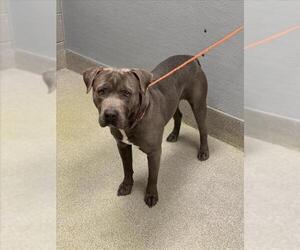 Mutt Dogs for adoption in Las Vegas, NV, USA