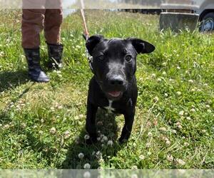 American Pit Bull Terrier-Labrador Retriever Mix Dogs for adoption in McKinleyville, CA, USA