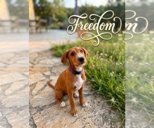 Beagle-Poodle (Standard) Mix Dogs for adoption in Menifee, CA, USA