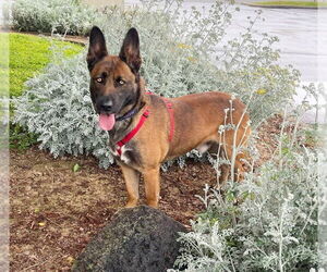 German Shepherd Dog-Unknown Mix Dogs for adoption in Yuba City, CA, USA