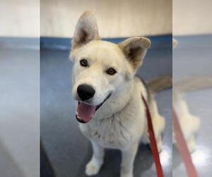 Gerberian Shepsky Dogs for adoption in Santa Maria, CA, USA