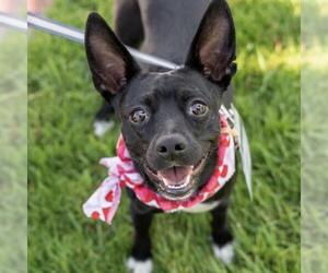 Chihuahua-Unknown Mix Dogs for adoption in San Diego, CA, USA