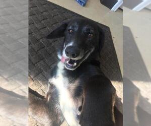 Labrador Retriever-Unknown Mix Dogs for adoption in tullahoma, TN, USA
