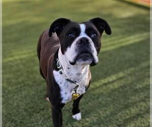 Boxer-Unknown Mix Dogs for adoption in Las Vegas, NV, USA