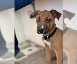 Mutt Dogs for adoption in Williamsburg, NM, USA