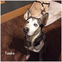 Siberian Husky Dogs for adoption in CEDAR RAPIDS, IA, USA