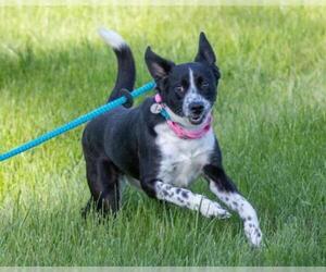 Border Collie-Unknown Mix Dogs for adoption in Waterford, VA, USA