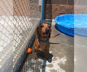 Dachshund Dogs for adoption in Grand Junction, CO, USA