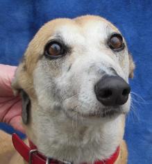 Medium Photo #1 Greyhound Puppy For Sale in Mendota, IL, USA