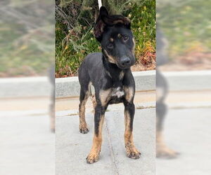 German Shepherd Dog Dogs for adoption in Salinas, CA, USA