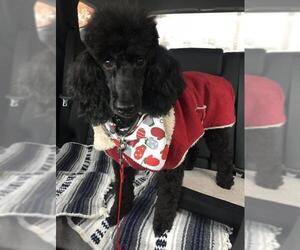 Poodle (Miniature) Dogs for adoption in Bowmanville, Ontario, Canada