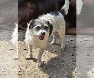 Shih Tzu-Unknown Mix Dogs for adoption in Oakhurst, NJ, USA