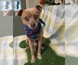 Chug Dogs for adoption in Pittsburg, CA, USA