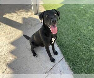 Labrador Retriever-Unknown Mix Dogs for adoption in Corona, CA, USA