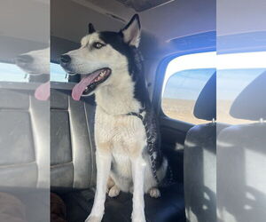 Huskies -Unknown Mix Dogs for adoption in Grafton, WI, USA
