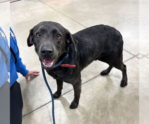 Labrador Retriever-Unknown Mix Dogs for adoption in Pierceton , IN, USA